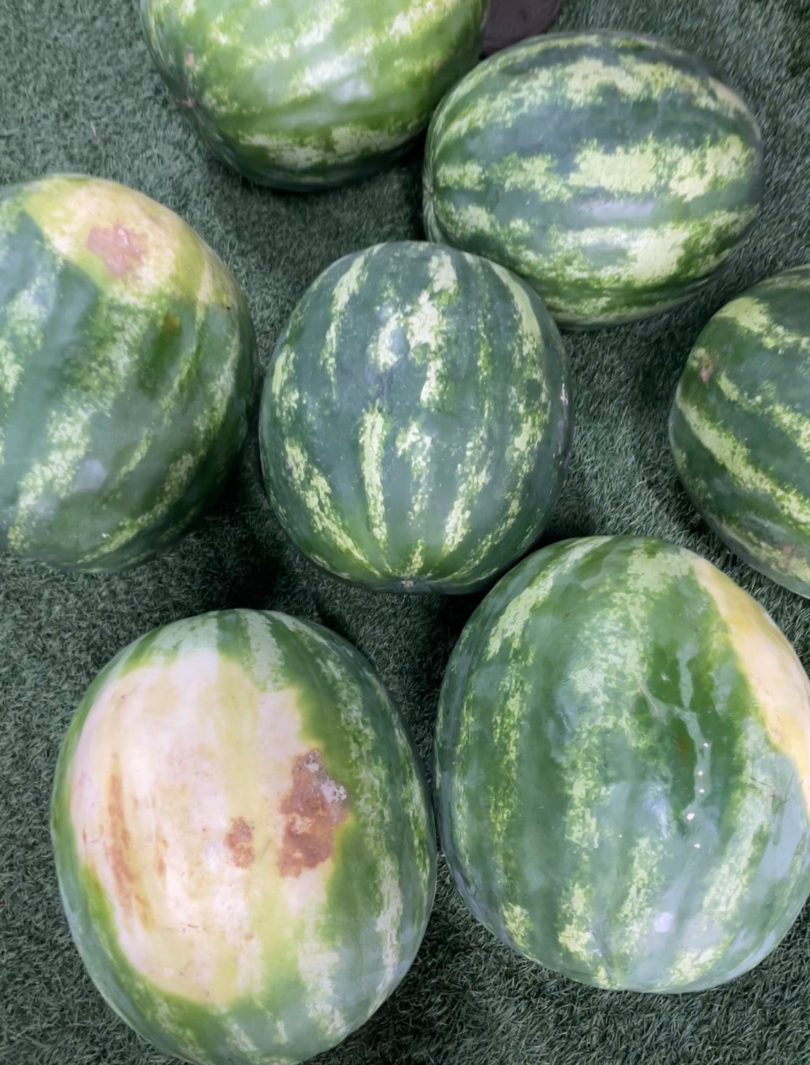 Red Seeded Watermelon