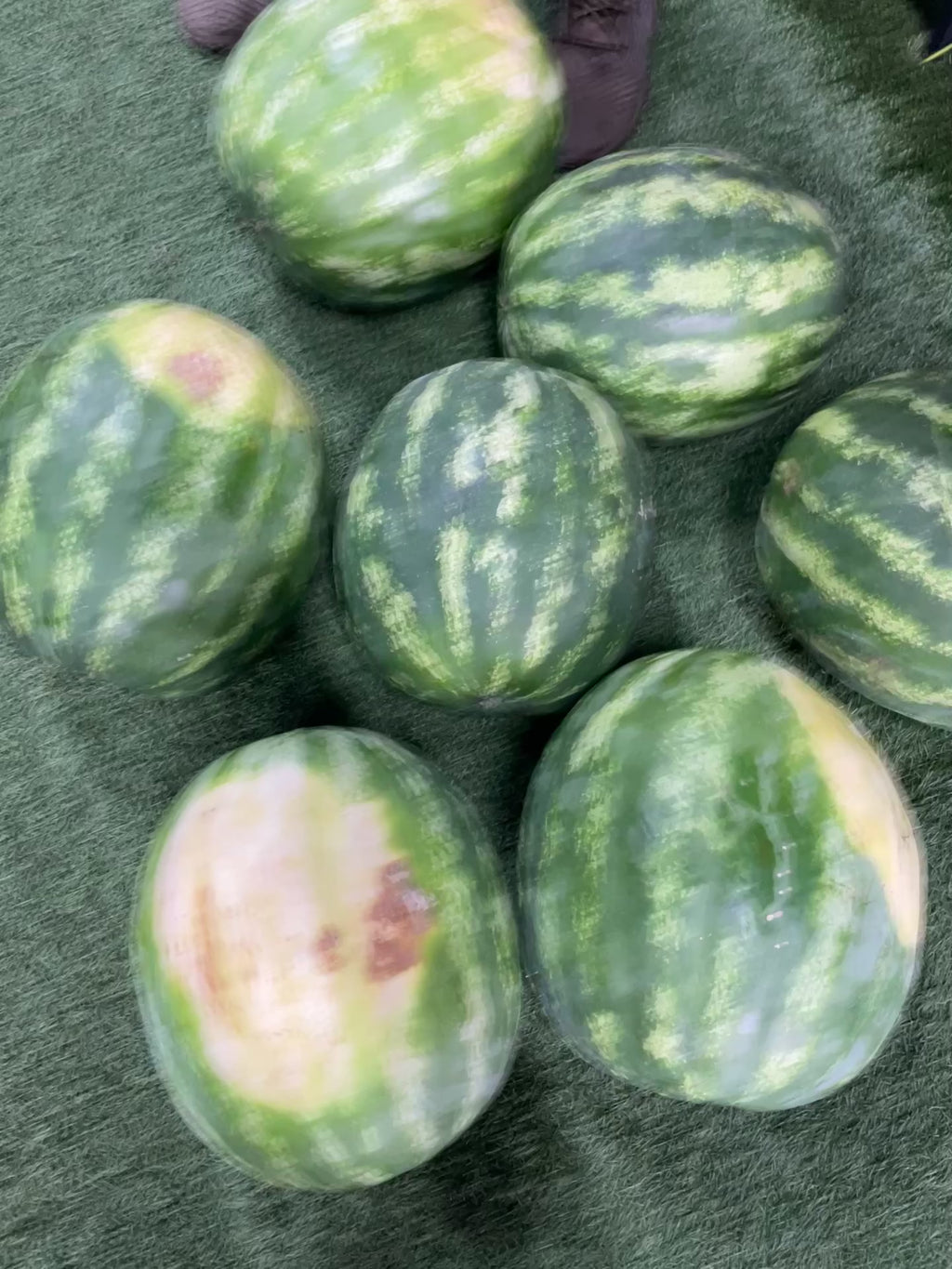Red Seeded Watermelon