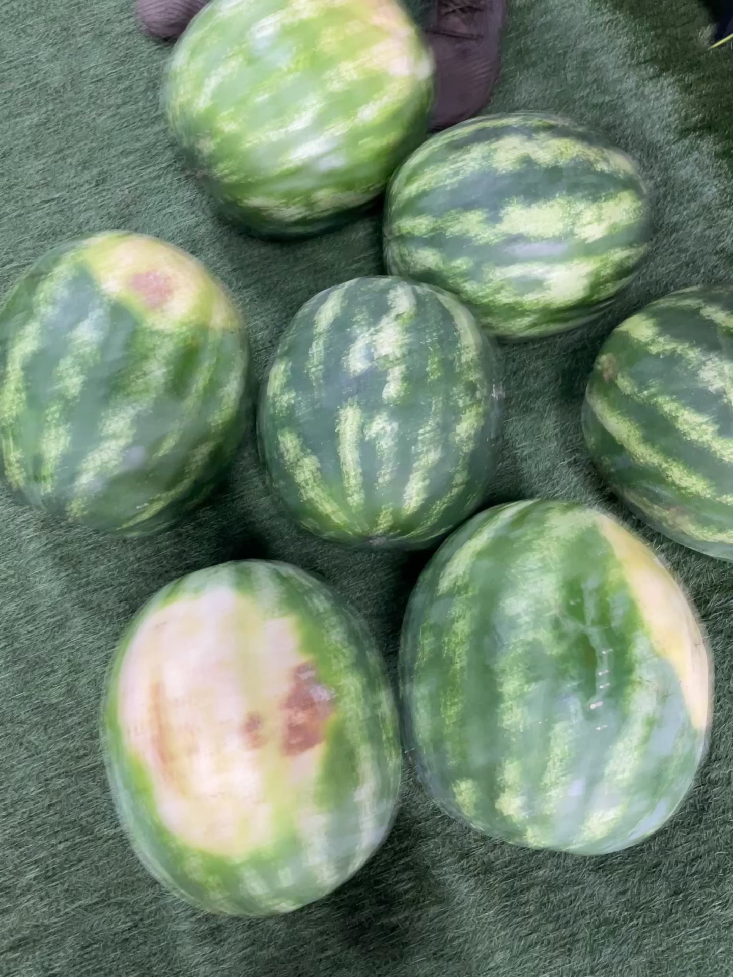 Red Seeded Watermelon