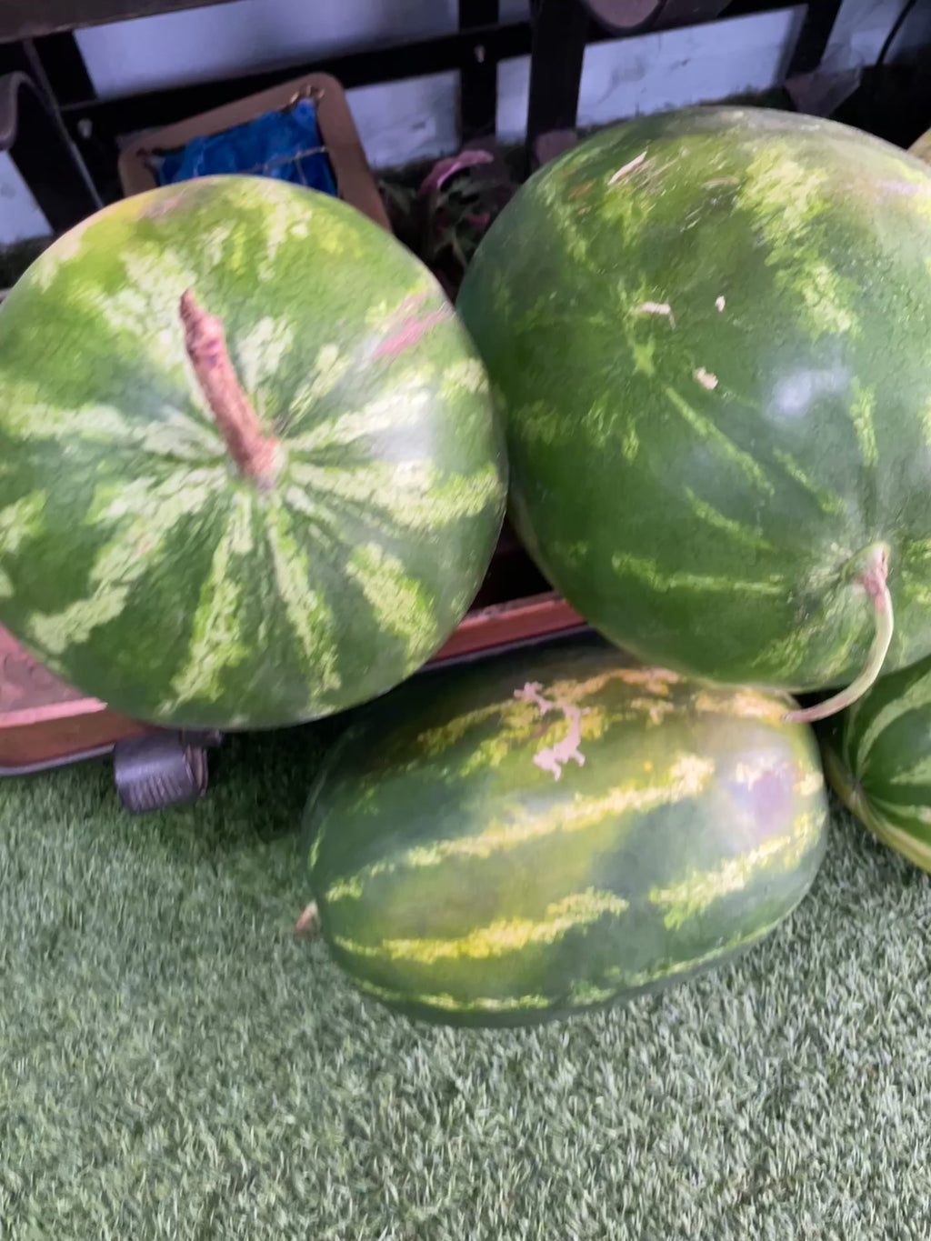 Red Seeded Watermelon