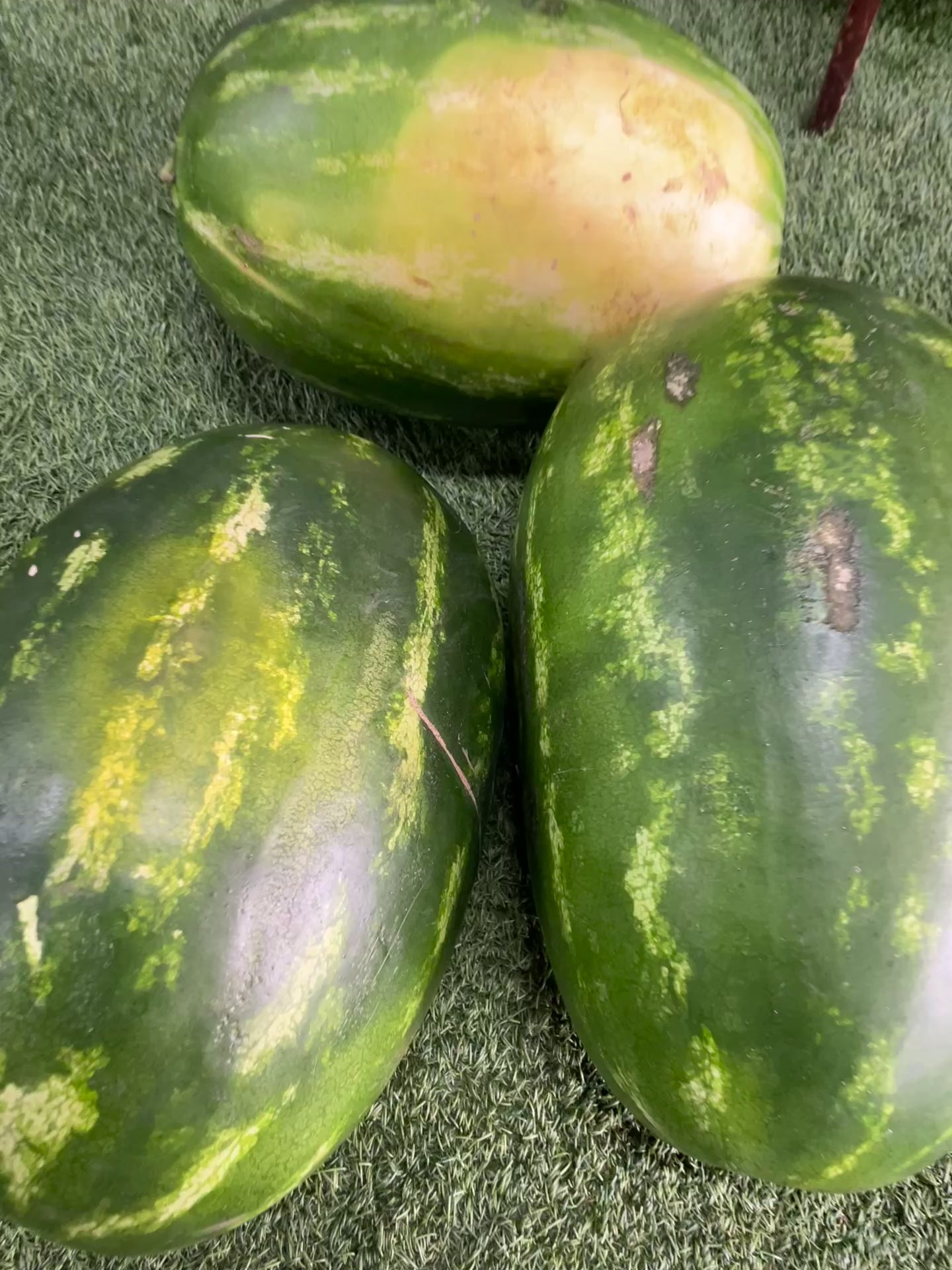 Red Seeded Watermelon